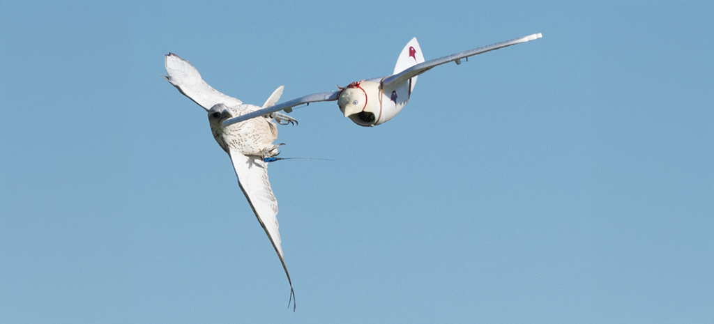 Falcon Bird Racing Upcoming Events – British Falcon Racing Association