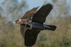 11 LUNA-PEREGRINE-JACKSON-NOVICE HUNT-2024022